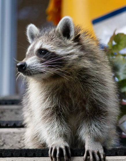 Pepper the raccoon, with bright eyes and small paws resting on a ledge